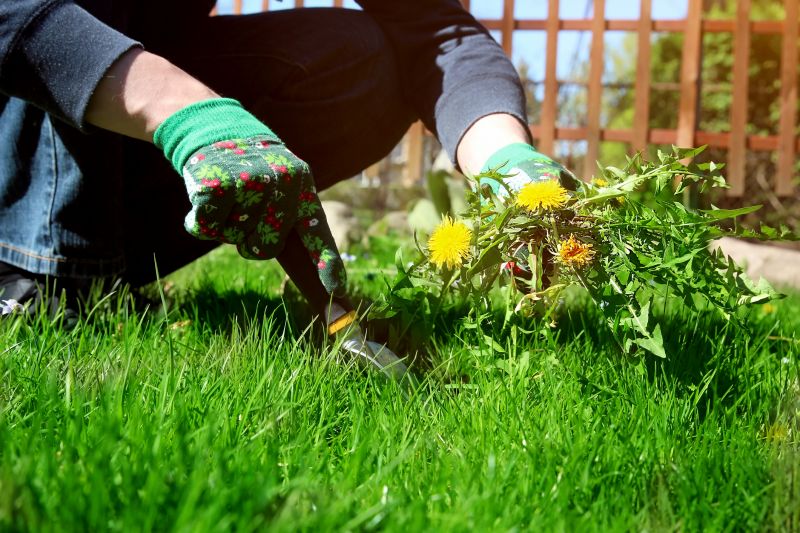 Gardening And Weeding